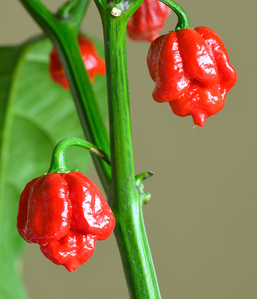 Carolina Reaper